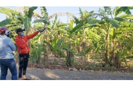 Bình Ba - Châu Đức, Cơn sốt ảo qua đi, nổi lo thật ở lại.